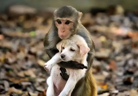 Strange friendships between species, monkeys and dogs