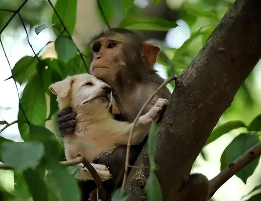 Strange friendships between species, monkeys and dogs