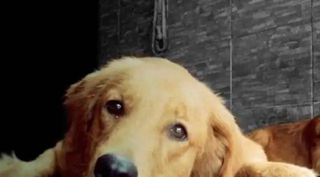 He bought a new dog mat. The dog looked right in the eye and was only big enough for a pillow. Head
