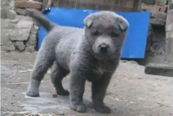 The owner moved, the dog was tied up outside the yard, and was found to be heartless