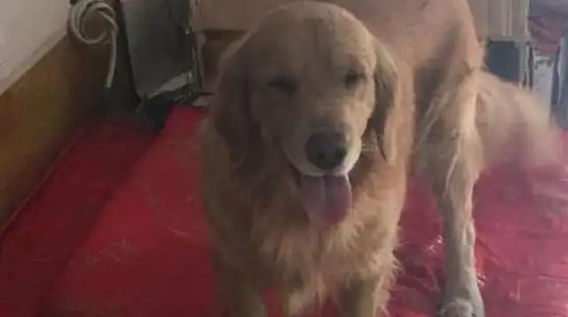 He bought a new dog mat. The dog looked right in the eye and was only big enough for a pillow. Head