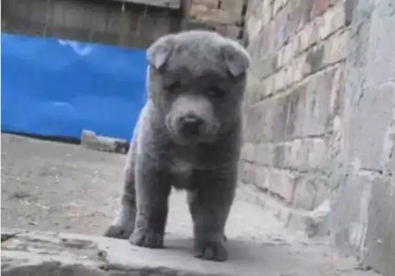 The owner moved, the dog was tied up outside the yard, and was found to be heartless