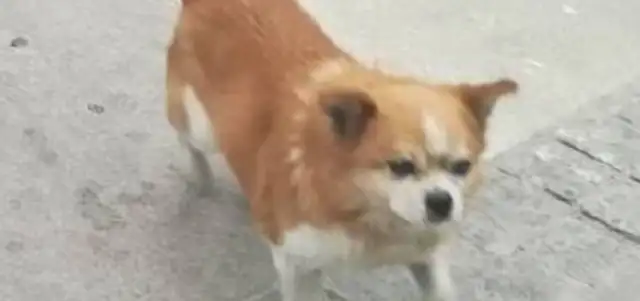 Our colleague turns a corner and there's a dog