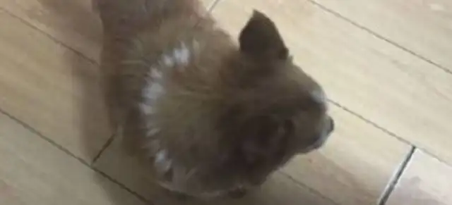 Our colleague turns a corner and there's a dog