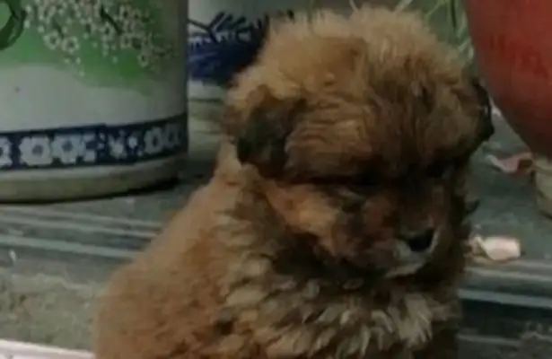 The little doggie was suddenly kicked by the master, sitting on the floor, and people saw the pain