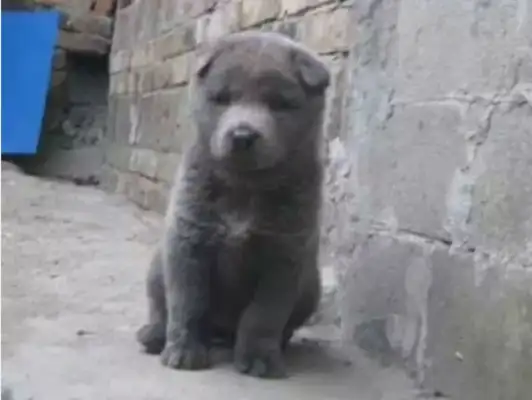 The owner moved, the dog was tied up outside the yard, and was found to be heartless