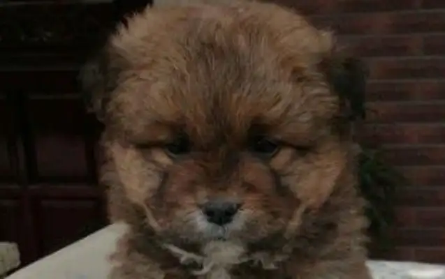 The little doggie was suddenly kicked by the master, sitting on the floor, and people saw the pain