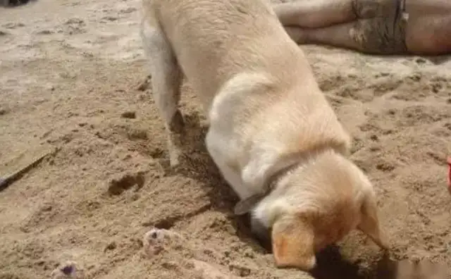 Smart doggies save a little bird in trouble, causing social attention and controversy