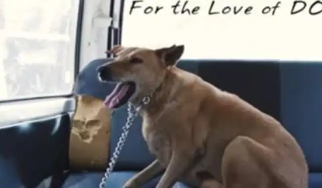 Indian men love dogs. Car