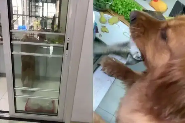 The shit-poaching officer borrowed soy sauce from his neighbors and came back and found that the hair was only fish tails