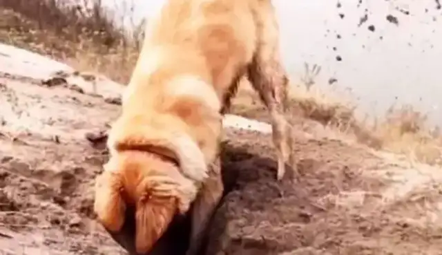 Smart doggies save a little bird in trouble, causing social attention and controversy