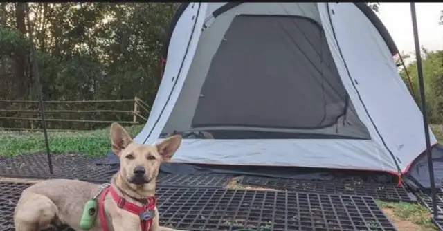 If you want to take a picture of yourself, the dog shows up in front of the camera and the owner makes a background wall