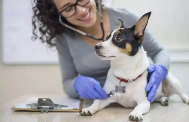 The dog had the 11th day, but it didn't work. Why