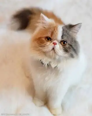 How does a pet store choose healthy cats and cats