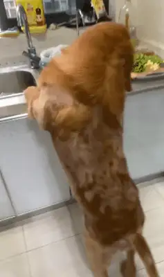 The shit-poaching officer borrowed soy sauce from his neighbors and came back and found that the hair was only fish tails