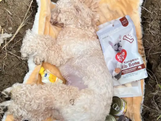 It's a pain in the ass when you walk a dog with a poison ham intestine
