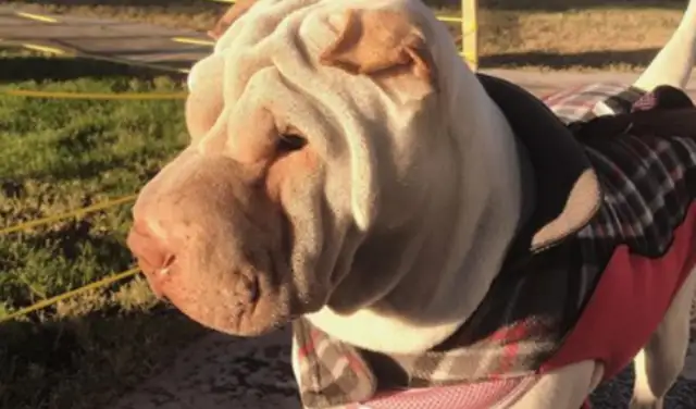 The dog dumps the garbage, pisses off the owner and turns into a doorman dog. It's..
