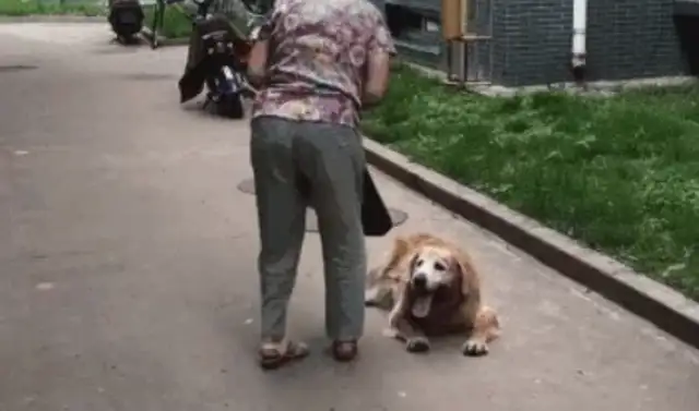 Grandma took the 14-year-old dog for a walk, he walked a few steps, and then she was too warm