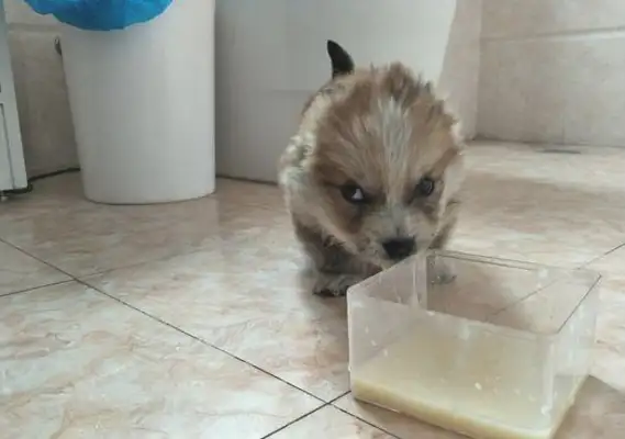 I found a baby dog by the dumpster, and when I heard the word, the girl was ready to pay for it