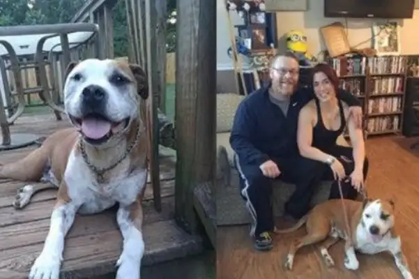 Bulldog took five knives for strangers