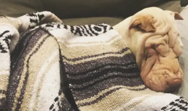 The dog dumps the garbage, pisses off the owner and turns into a doorman dog. It's..
