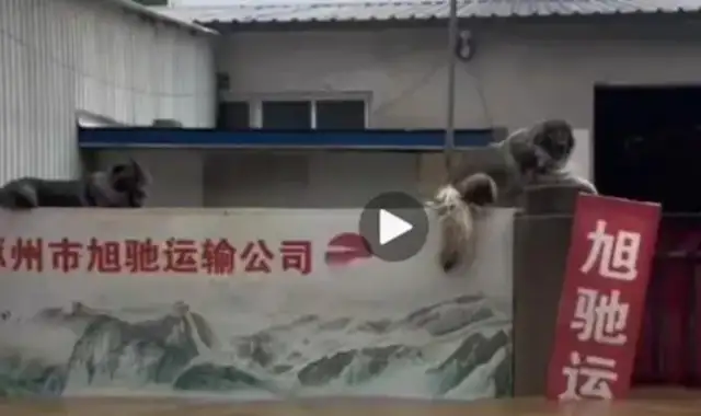 The dog was still looking after the house, and the rescue staff couldn't get close enough to leave with food and water
