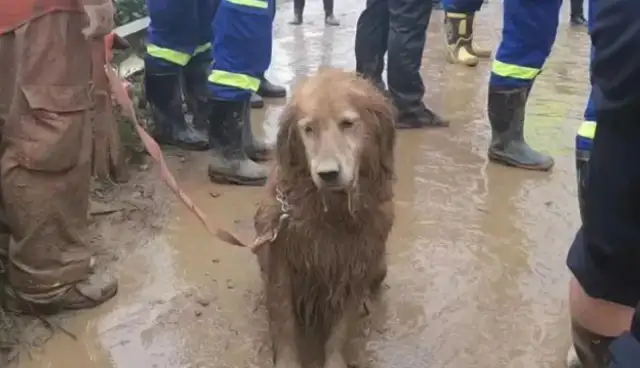 Search and rescue dogs work 13 hours in a row and become "mix monkeys": it's good to think of them when there's no disaster