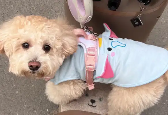 It's a pain in the ass when you walk a dog with a poison ham intestine
