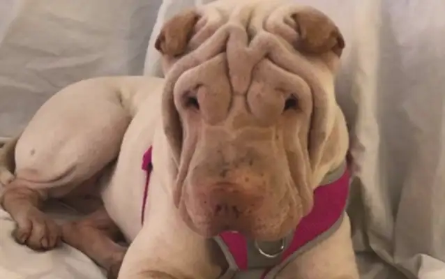The dog dumps the garbage, pisses off the owner and turns into a doorman dog. It's..