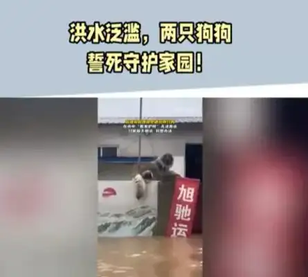 The dog was still looking after the house, and the rescue staff couldn't get close enough to leave with food and water