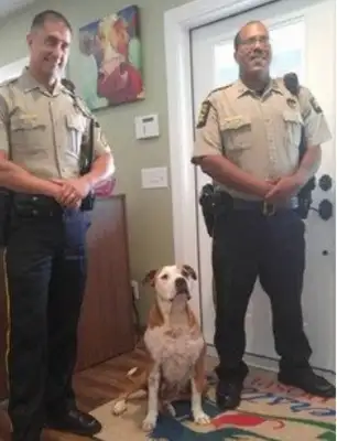 Bulldog took five knives for strangers