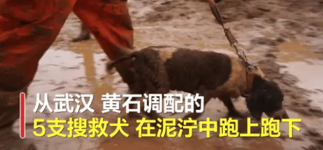 Search and rescue dogs work 13 hours in a row and become