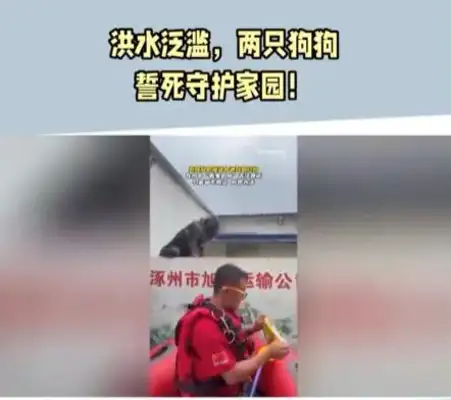 The dog was still looking after the house, and the rescue staff couldn't get close enough to leave with food and water