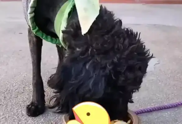 The stray dog fainted on the side of the road and the man thought it was poisoned and sent it to the hospital