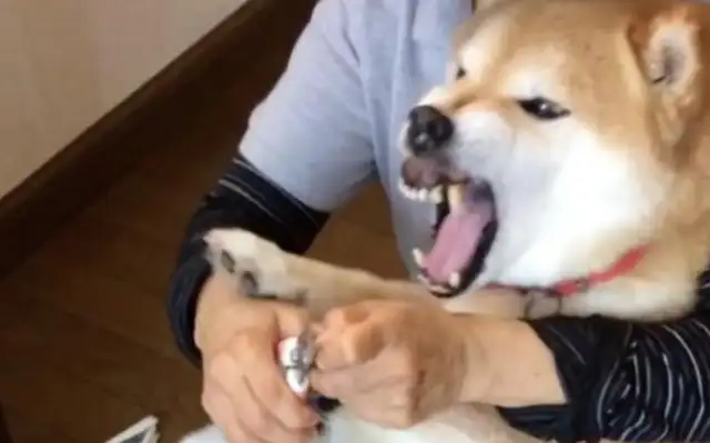 Chai can cut his fingernails all the way, and the master can see through it