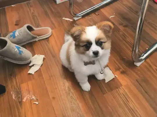 The stray dog sits in front of the store waiting for the good people to feed her