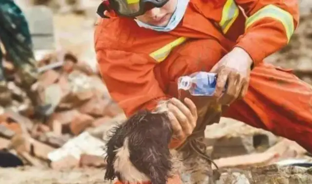 Search and rescue dogs work 13 hours in a row and become