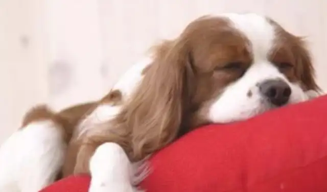 How does the master make the dogs trust
