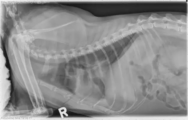 How to identify cat respiratory anomalies: a case study of a 12-year-old hairy cat