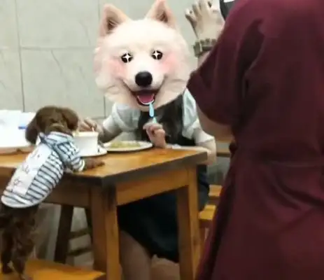 Dogs come to the table for dinner, they're shocked