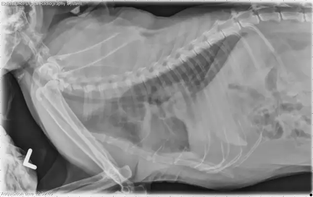 How to identify cat respiratory anomalies: a case study of a 12-year-old hairy cat