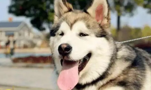Two big dogs without a leash, barking on the street and tearing each other apart. Bite