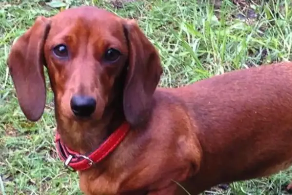 The pet dog saved the life of the newborn and then the miracles continued