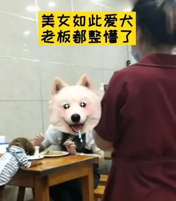 Dogs come to the table for dinner, they're shocked