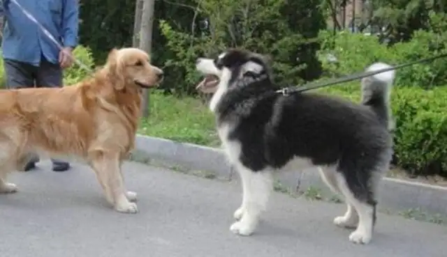 Two big dogs without a leash, barking on the street and tearing each other apart. Bite
