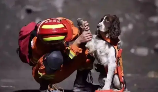 Search and rescue dogs work 13 hours in a row and become