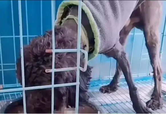 The stray dog fainted on the side of the road and the man thought it was poisoned and sent it to the hospital