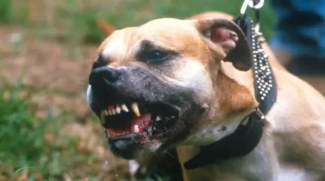 Anhui, a girl's pet dog, bit the kid and called himself