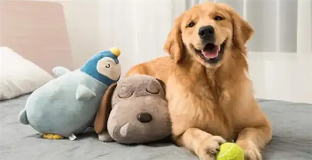 "Doggy Bite Dog" hurts Teddy. Do the master want compensation