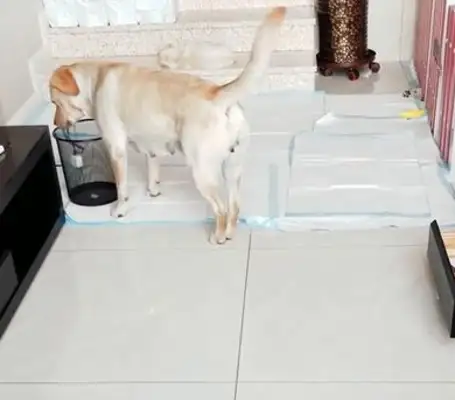The owner's cell phone is dead, so the dog helps to charge the head. The dog laughs